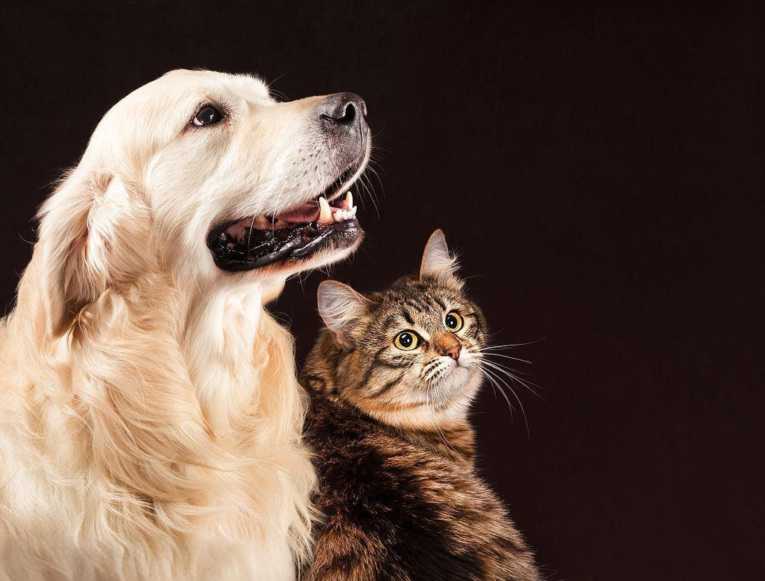 After Your Pet Died: A Guide for Pet Owners